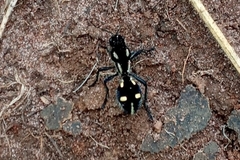 Traumatomutilla graphica