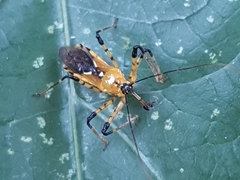 Cosmolestes picticeps