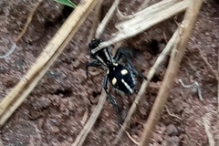 Traumatomutilla graphica