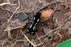 Traumatomutilla graphica