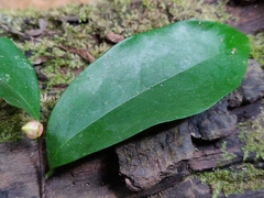 Orophea thomsonii