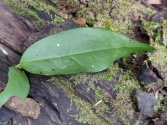 Orophea thomsonii