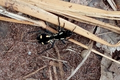 Traumatomutilla graphica