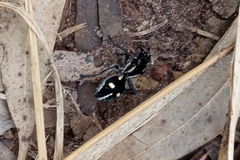 Traumatomutilla graphica