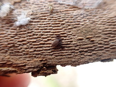 Rhacochelifer maculatus