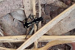 Traumatomutilla graphica