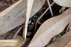 Traumatomutilla graphica