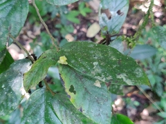 Orophea erythrocarpa