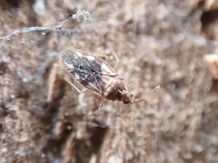 Monosteira unicostata