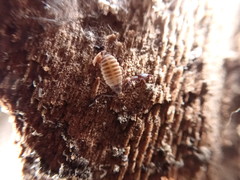 Rhacochelifer maculatus