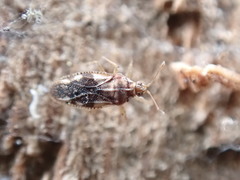 Monosteira unicostata