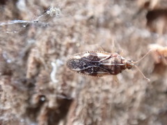 Monosteira unicostata