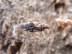 Monosteira unicostata
