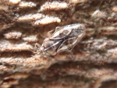 Monosteira unicostata