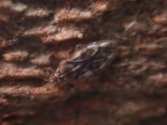 Monosteira unicostata
