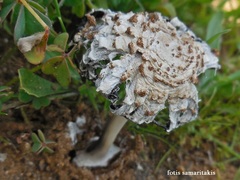 Coprinus xerophilus