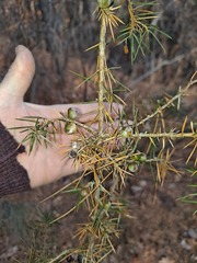 Juniperus rigida
