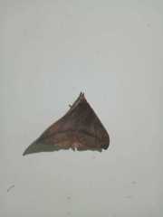 Ophisma