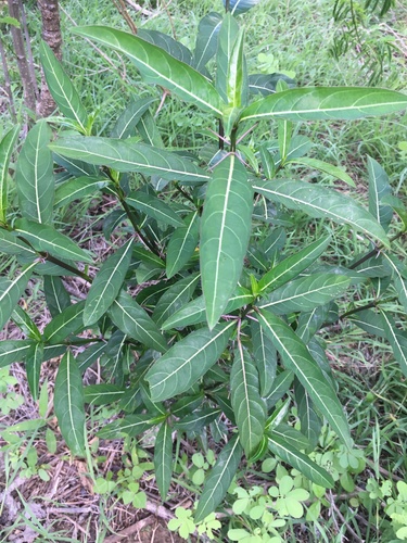 Hop-headed Barleria