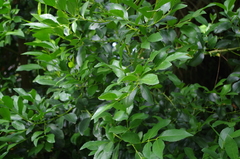 Laurelia sempervirens