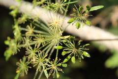 Arracacia atropurpurea