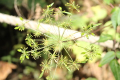 Arracacia atropurpurea