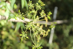 Arracacia atropurpurea