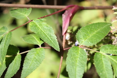 Arracacia atropurpurea