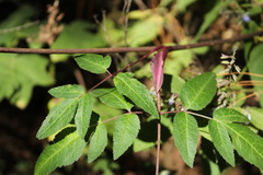 Arracacia atropurpurea