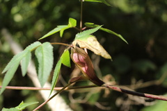 Arracacia atropurpurea