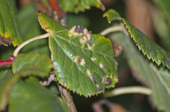 Phytoptus