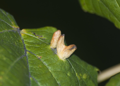 Phytoptus