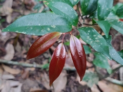 Orophea thomsonii