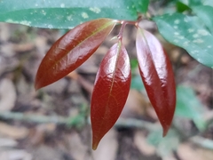 Orophea thomsonii
