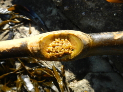 Lessonia spicata