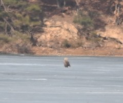 Haliaeetus albicilla