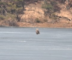 Haliaeetus albicilla