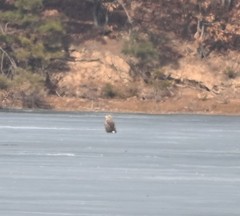 Haliaeetus albicilla