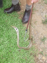 Thelotornis capensis