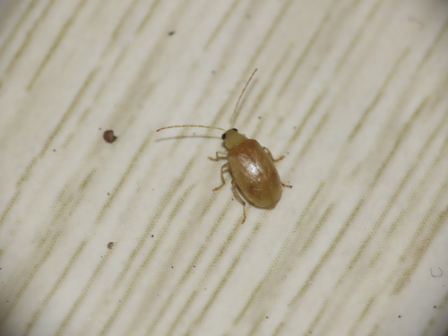 Monolepta gracilipes · iNaturalist