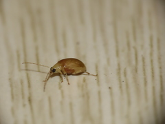 Monolepta gracilipes