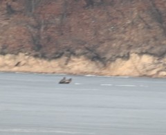 Haliaeetus