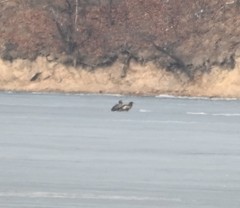 Haliaeetus