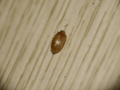 Monolepta gracilipes