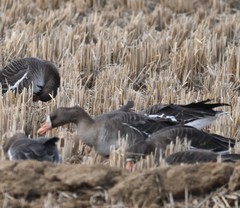 Anser albifrons albifrons