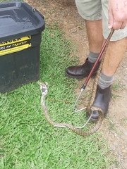 Thelotornis capensis