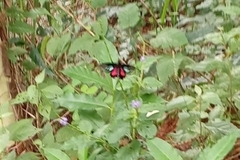 Parides neophilus