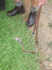 Thelotornis capensis