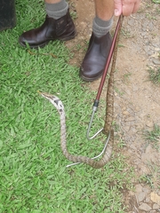 Thelotornis capensis