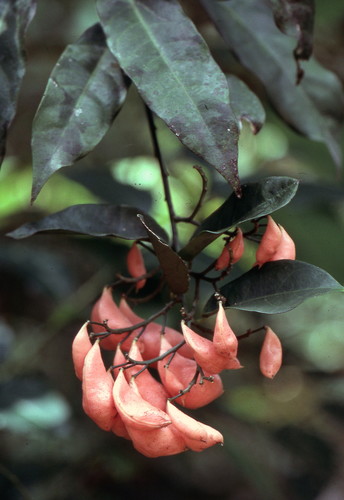 Leucomphalos capparideus
